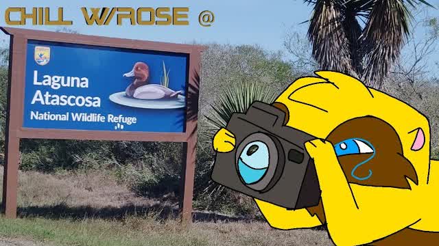 Chill w/Rose the Otter at Laguna Atascosa National Wildlife Refuge (Osprey Overlook) 🏞️💦🦆🦅 Chill w/Rose the Otter at Laguna Atascosa National Wildlife Refuge (Osprey Overlook) 🏞️💦🦆🦅