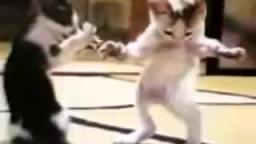Arabic Cat Arabic Cat