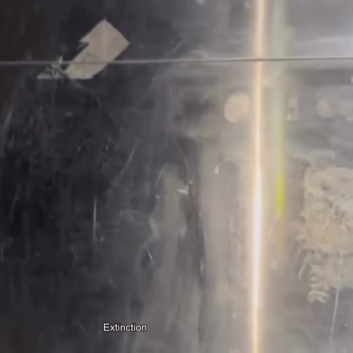 angelicism01 "the world is ending and i will never get to tell you i love you"