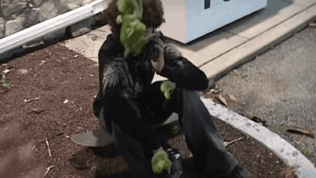 king brocolli king brocolli