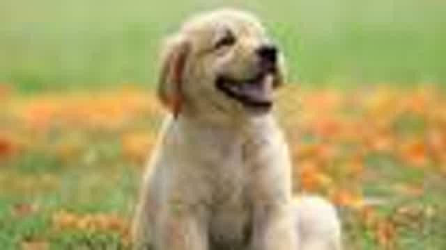 CuteDogSmilePictures.mp4 CuteDogSmilePictures.mp4