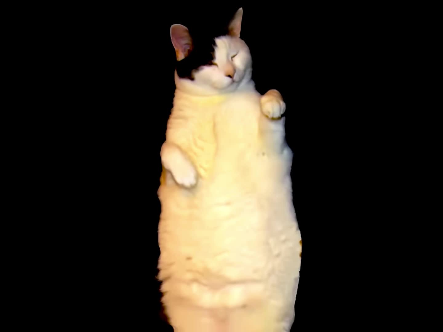 Im a Kitty Cat Im a Kitty Cat