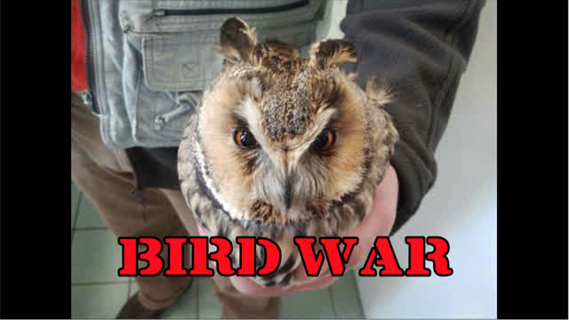 BIRD WAR - Feature Length Film