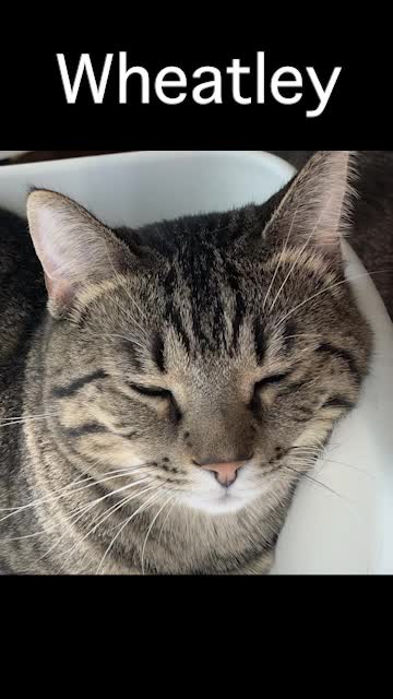 Wheatley was named after Wheatley