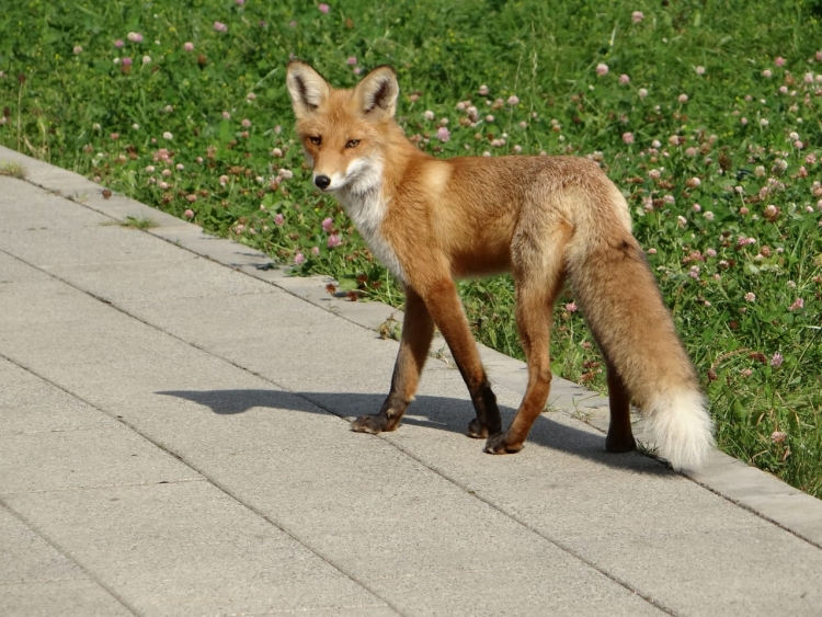 The fox came from the forest.