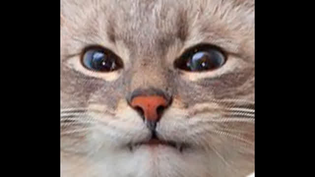 BV has 1 mistake, VL has 100 LMFAO