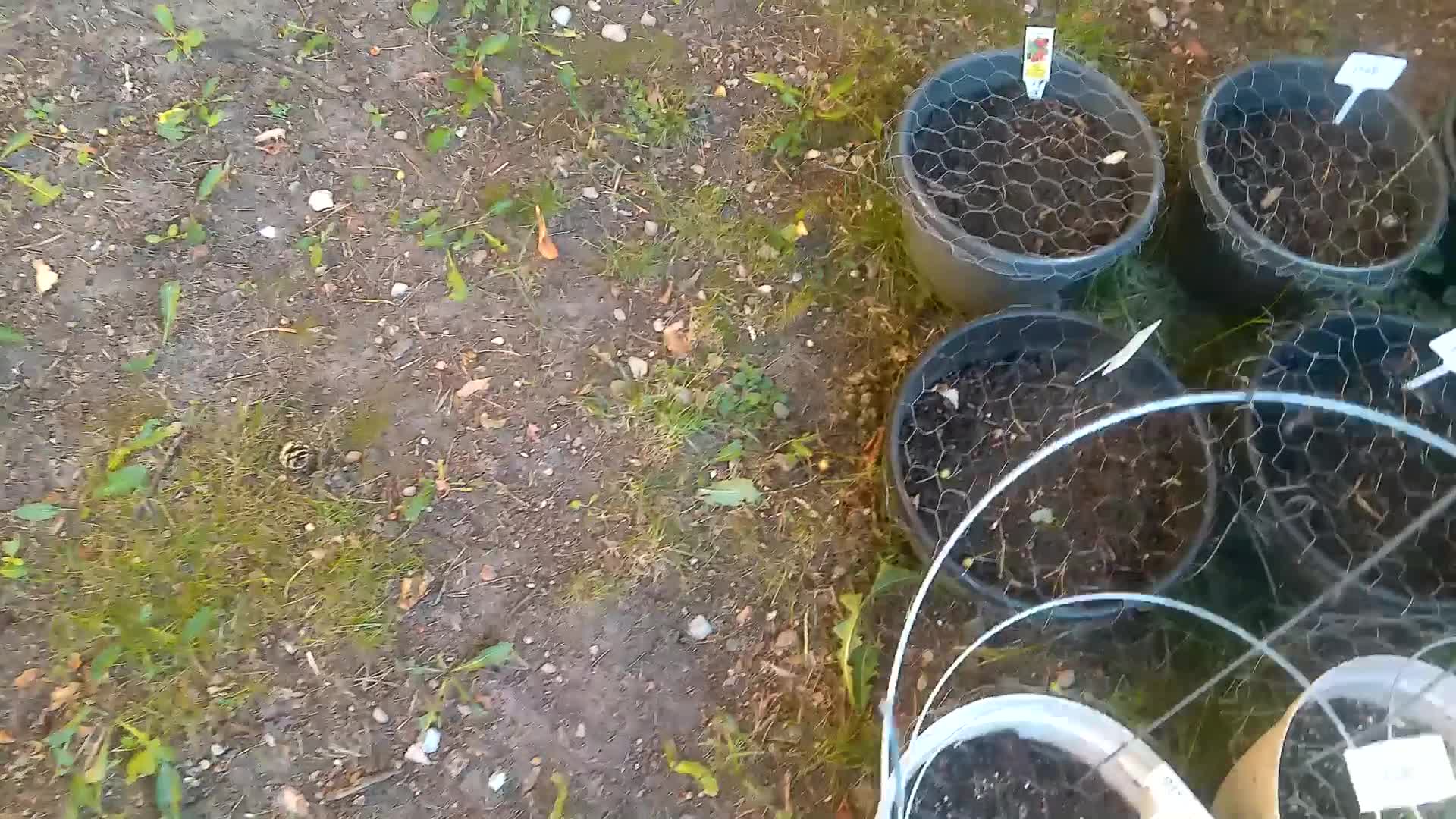 Garden tour June 22, 2025