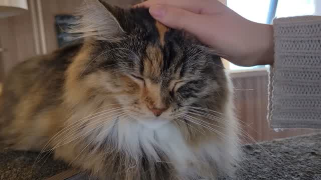 Visiting Cat Cafe MOCHA Shibuya Center Street
