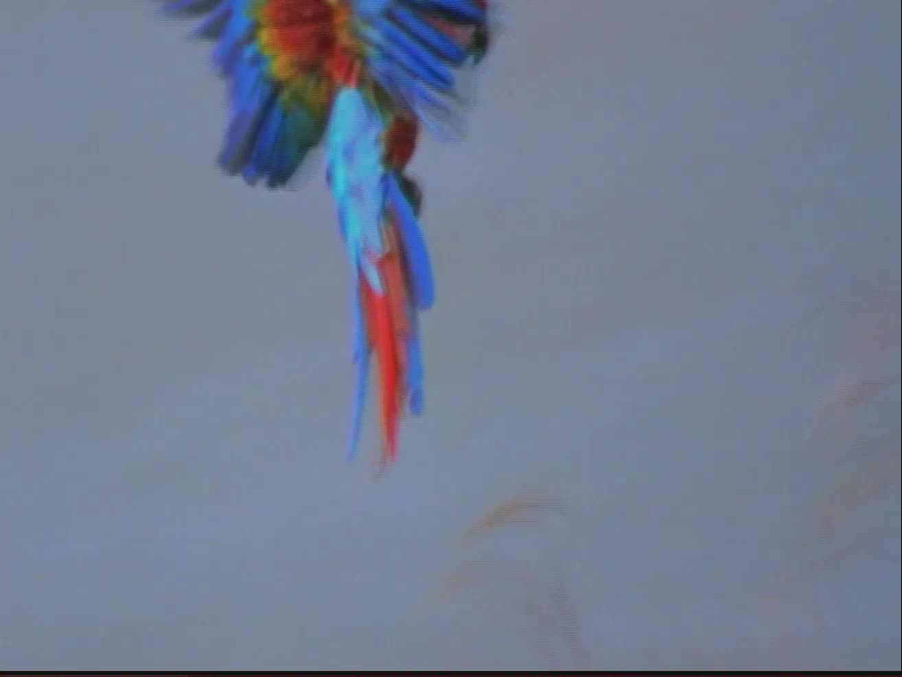 Baby Einstein World Animals UK 2003 DVD