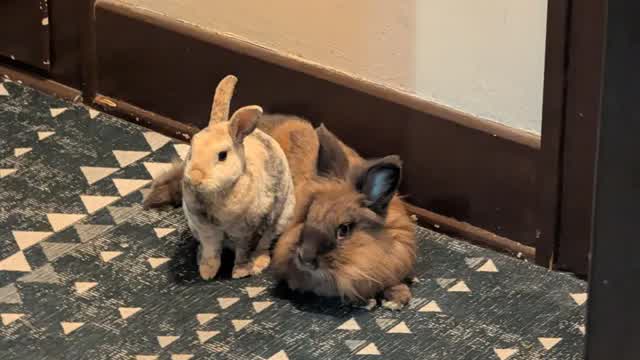 bnuuy compilation 2 :0