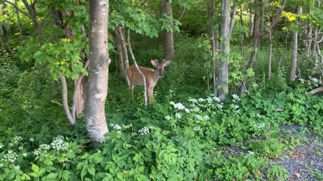 They Got Pretty Close!