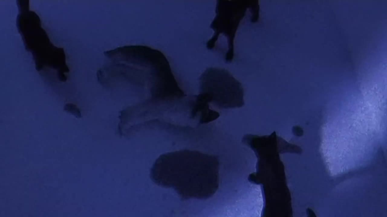 Never be alone |Schleich music video|
