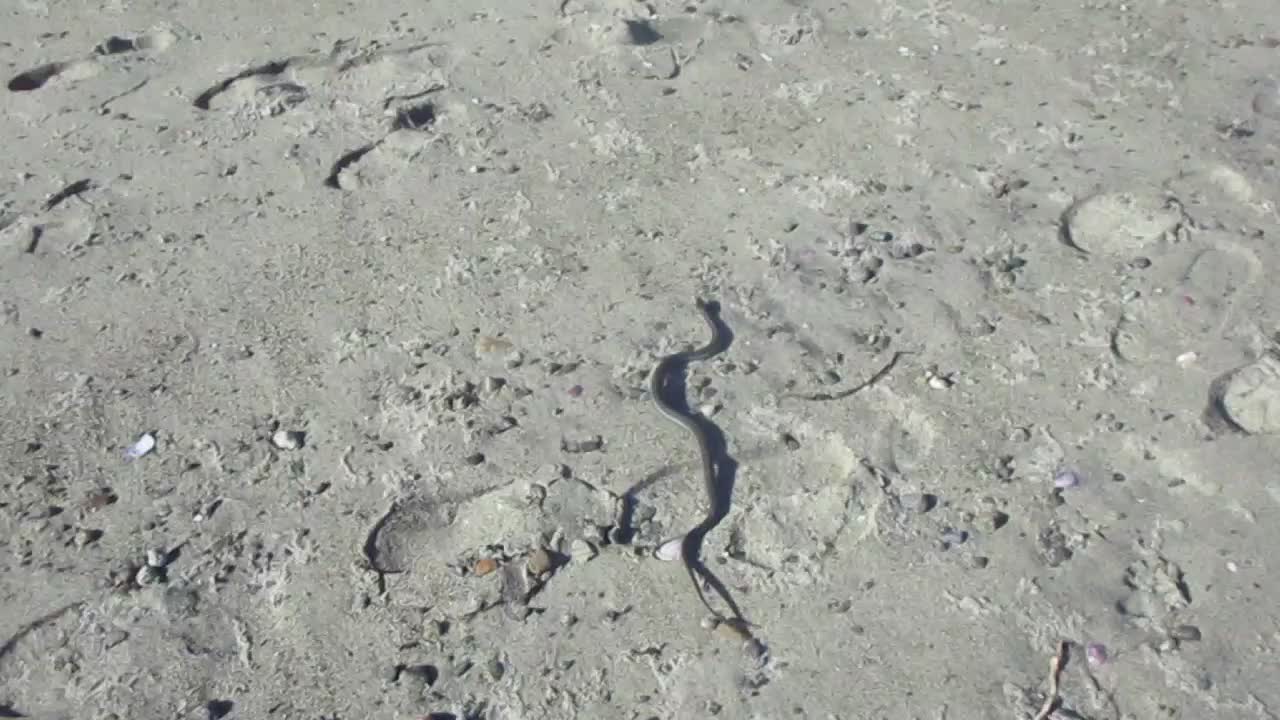 Childhood Videos #6 - Garter Snake on Beach