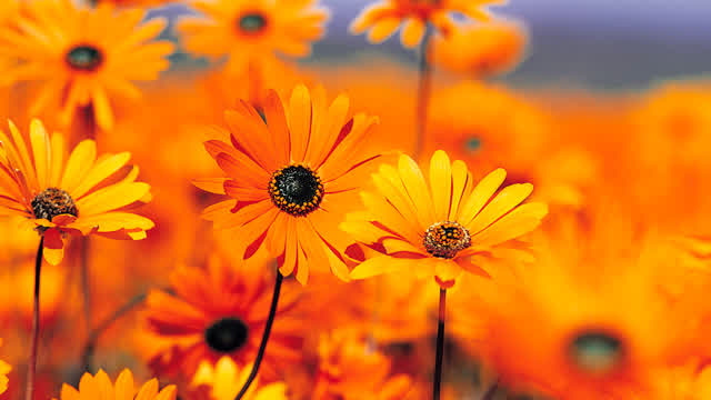 Echelon a different kind of browser