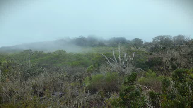Fray Jorge nature reserve | Mini vlog no comentary
