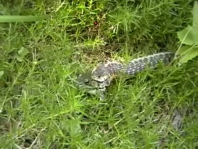 Frog rescues another frog from snake