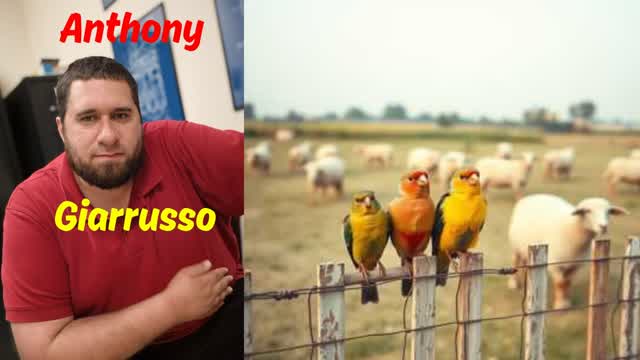 Anthony Giarrusso - Cheep Like A Bird