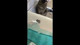 iMac G3 Cat House! iMac G3 Cat House!