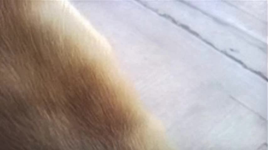 My cats :3