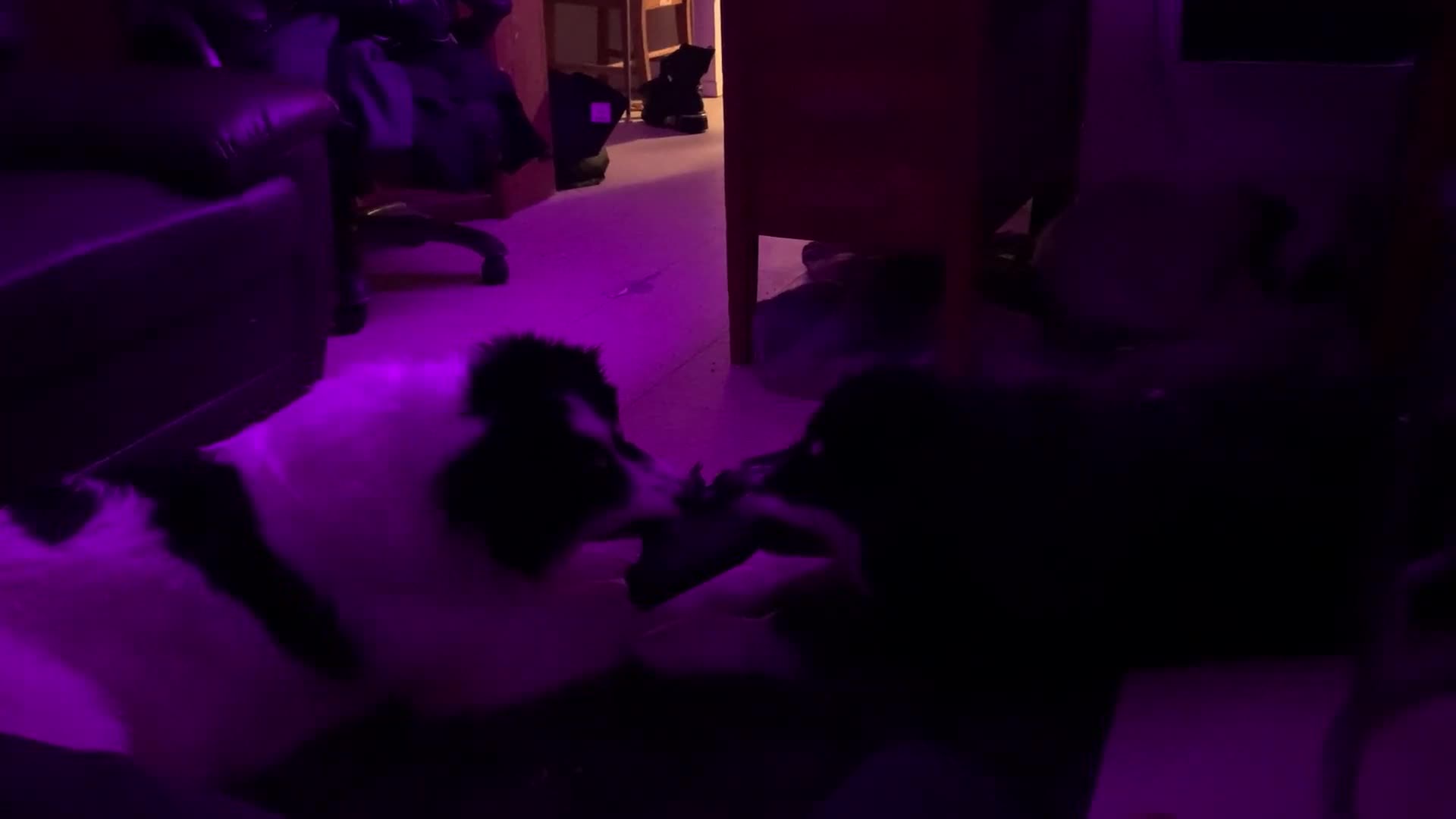 Fighting Over A Boot