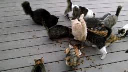 Army of Stray Cats Army of Stray Cats