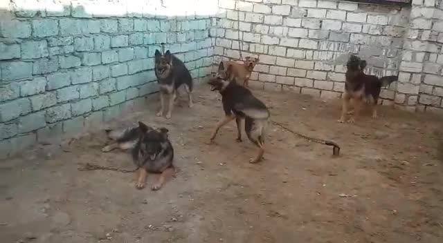 ASKEW 2 - BRAVO BRAVO