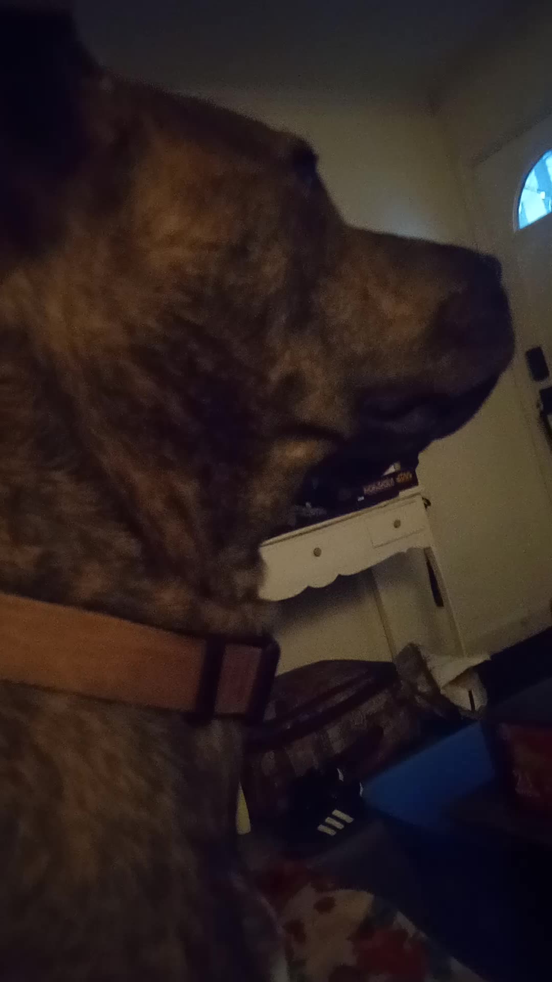 Dog sitting pepper because my mom wanted to go to the store for a bit [Fizzy Vlogs ep 3]