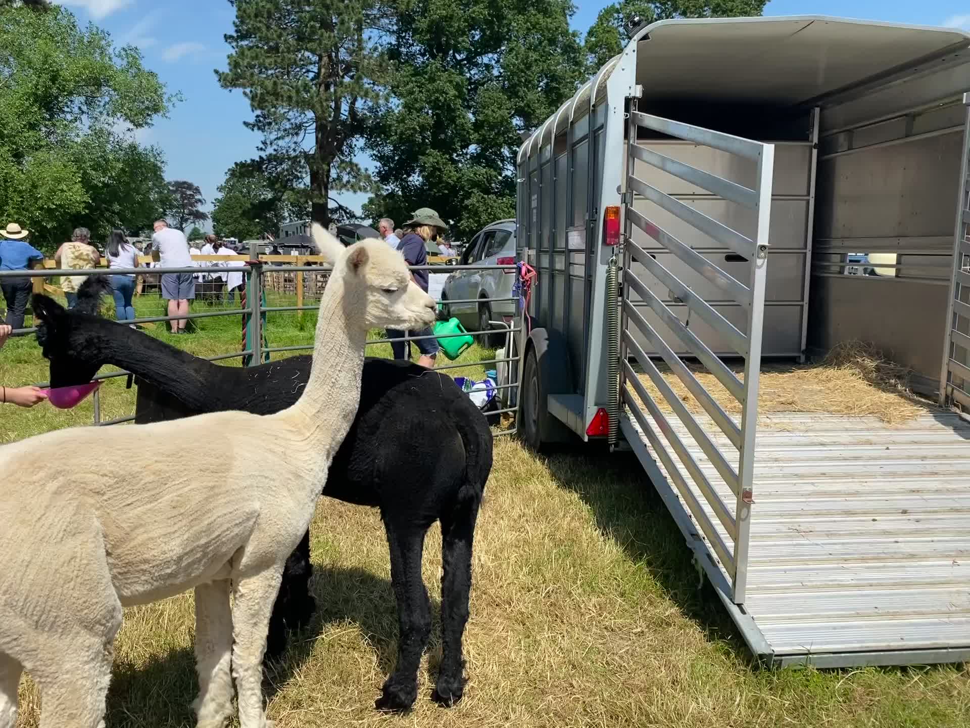 Llamas