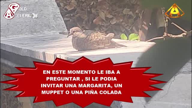 UNA PAJARA MUY BONITA, @GOLDACELERIUX