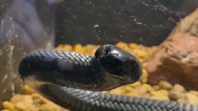 Anthony Giarrusso Reptiles 2