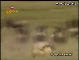 TRT Çocuk - 07.03.2010 - Pazar