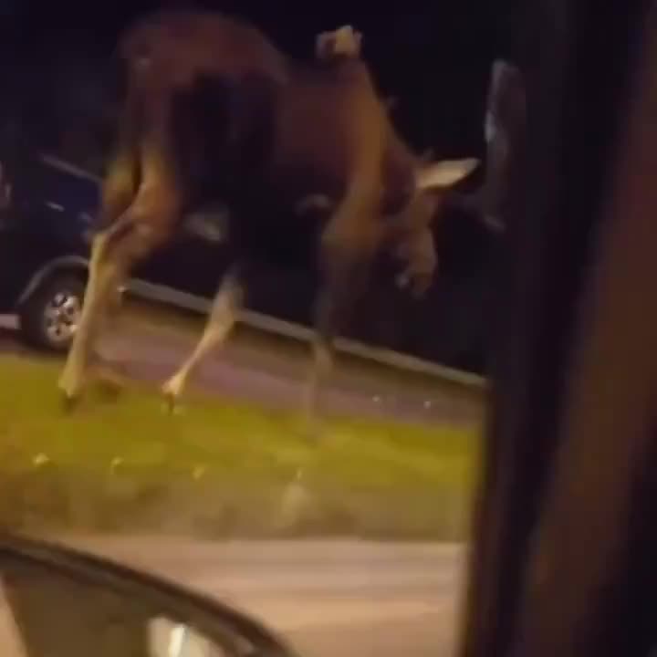 Giant Moose