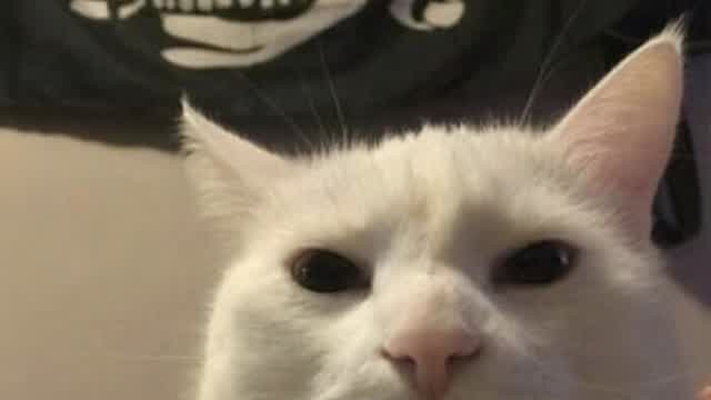cat.mp4 cat.mp4