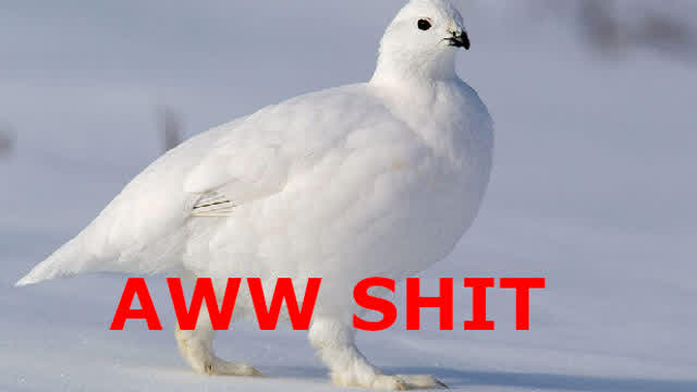 THE PTARMIGAN EDIT