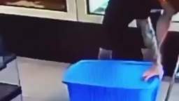 Lizer escape Lizer escape