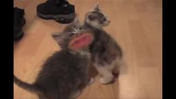 meow bitch meow bitch