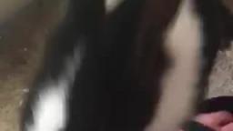 My Rabbits Are Like Dogs! My Rabbits Are Like Dogs!