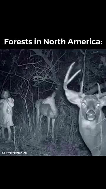 European Forests vs North American Forests Meme