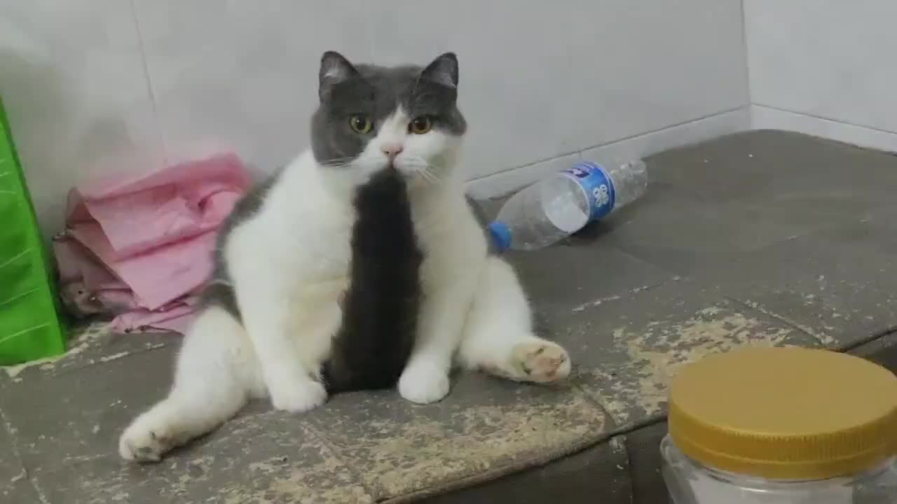 my cat jerk off so i fucked she😼