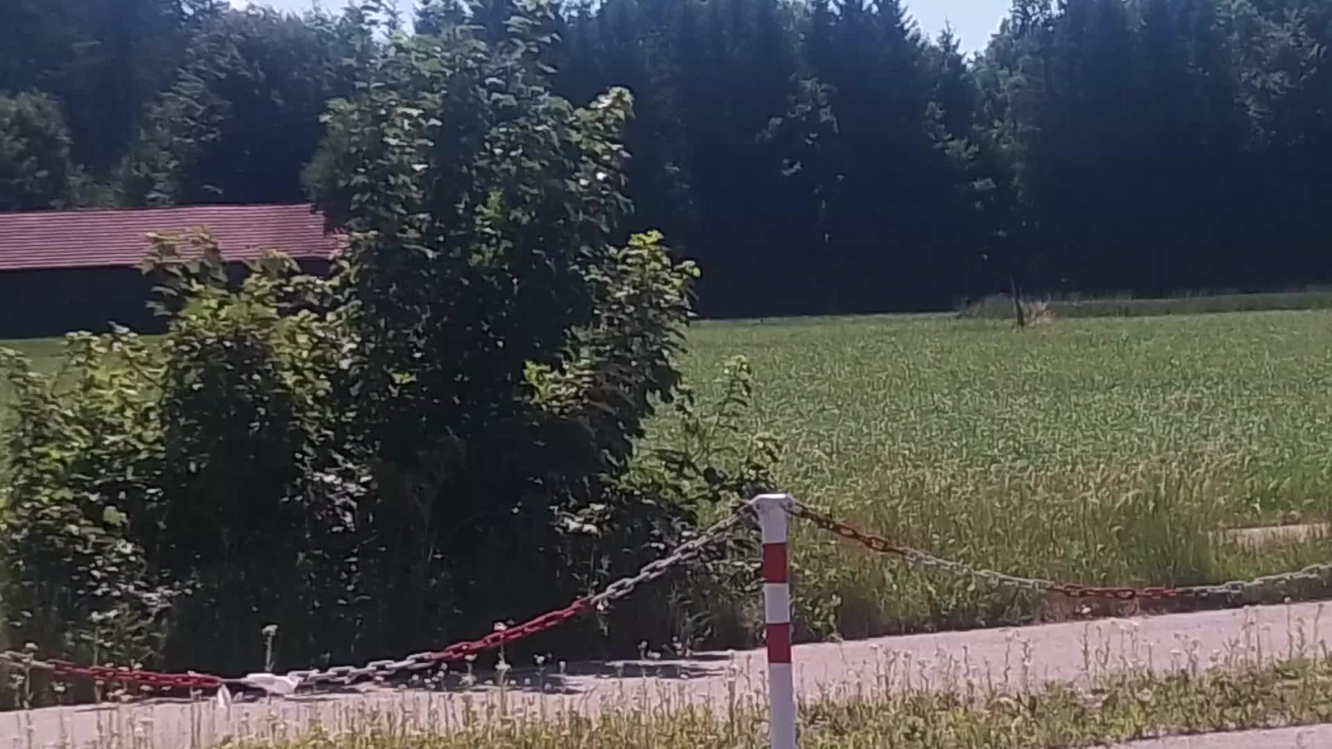 Faszinierende Aussicht auf den Wald 🌳