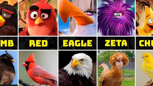 anger birds real life