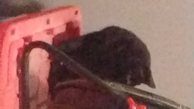 My kitty