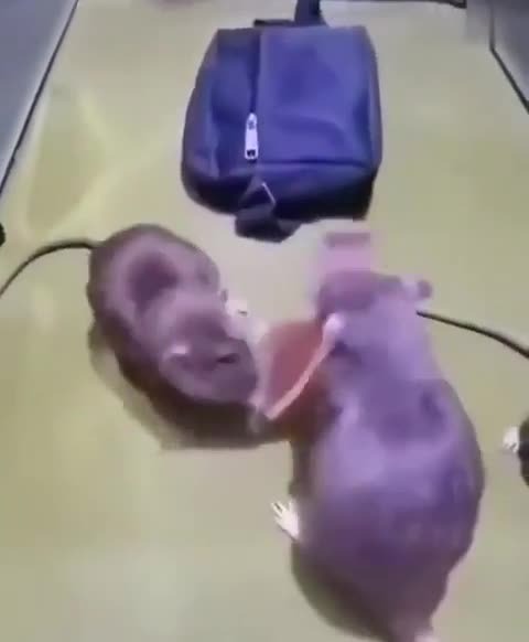 Ratatouille money printing machine 🐀