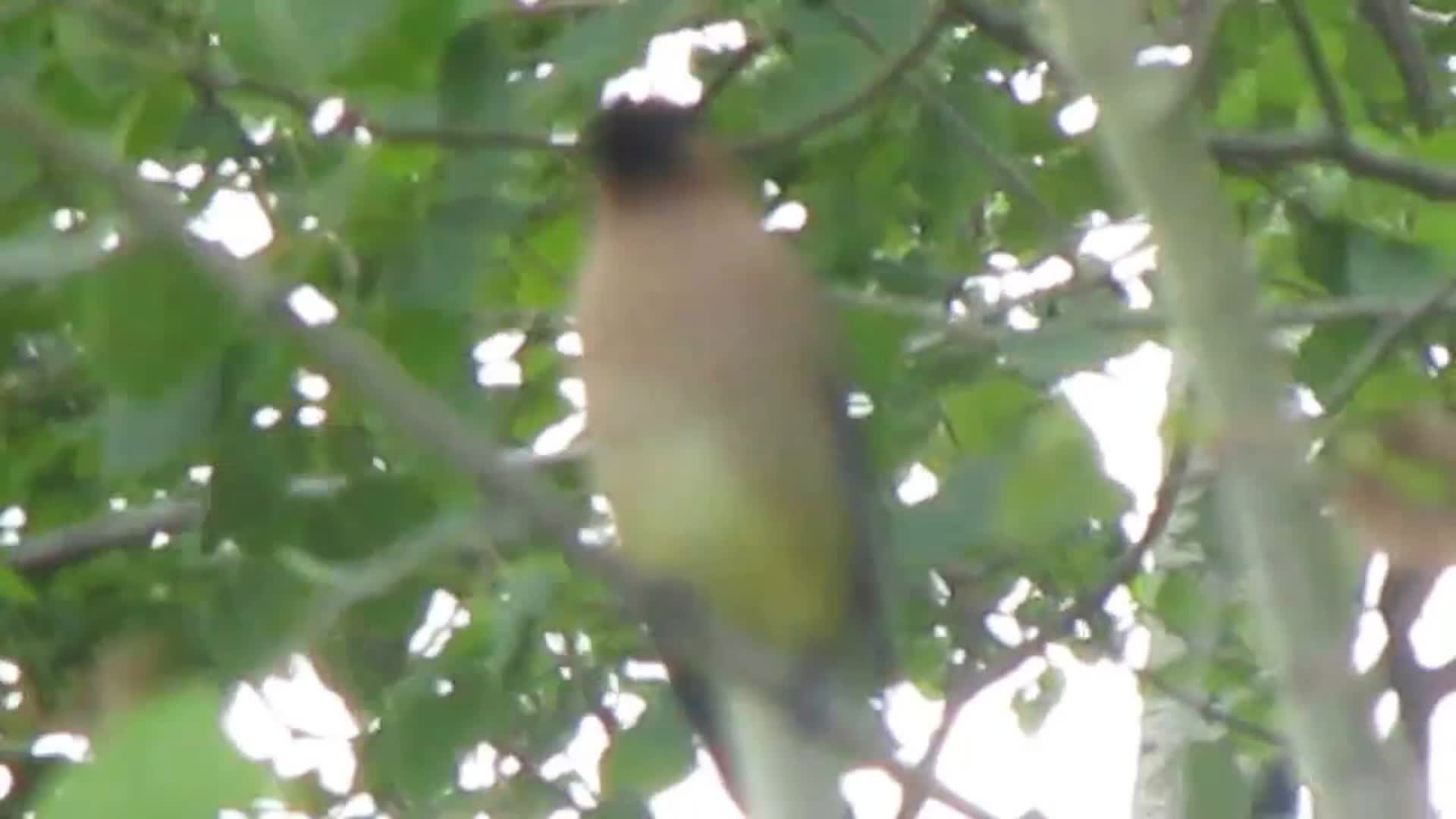 Assorted Childhood Videos #1 - Cedar Waxwing
