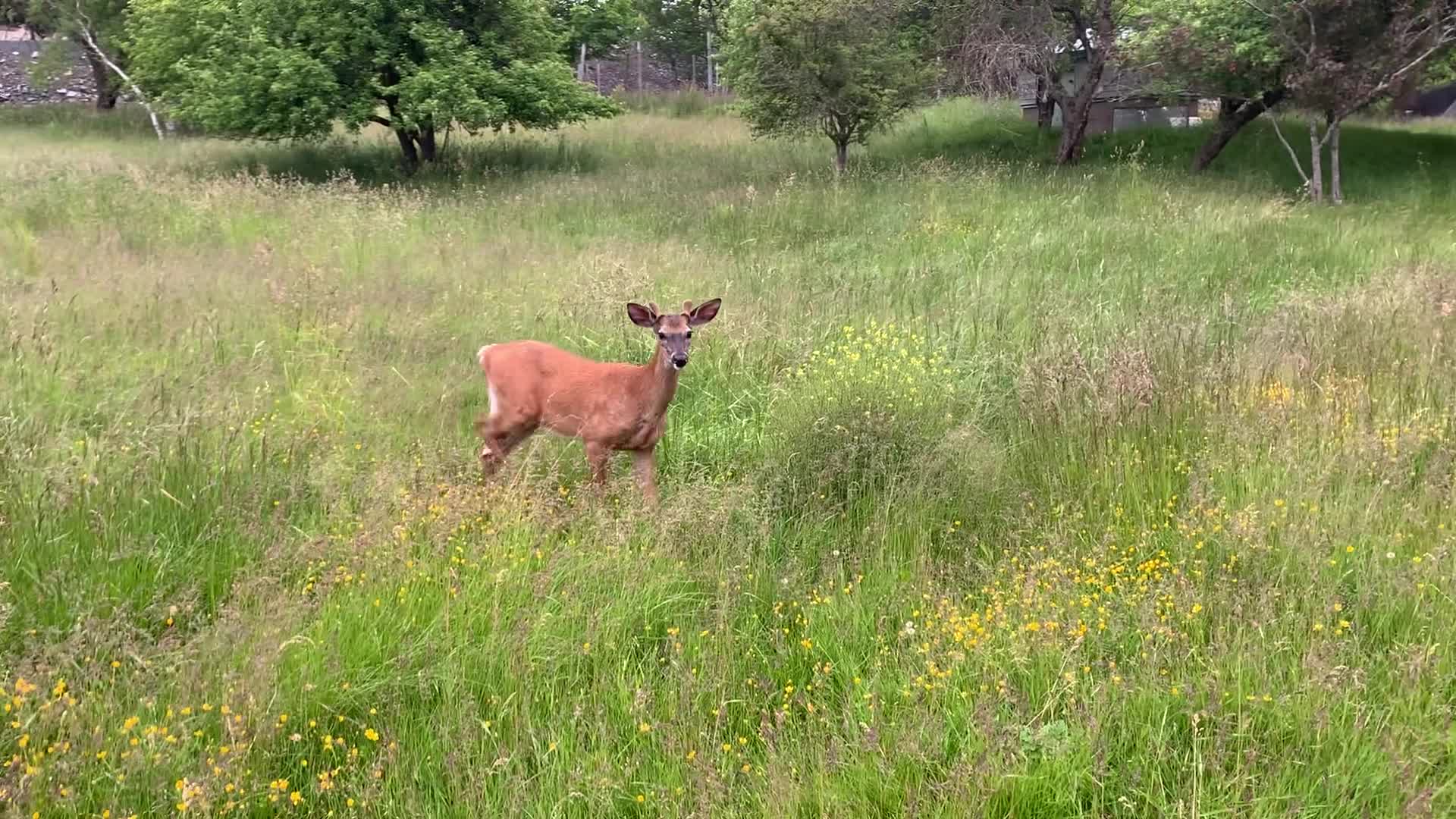 Doe Got Close To Me!