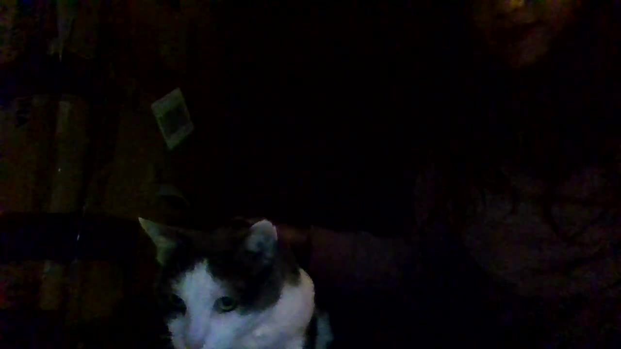 my cat 2