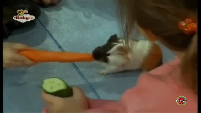 Niños y Mascotas - Conejillos de India (Español Latino) Niños y Mascotas - Conejillos de India (Español Latino)