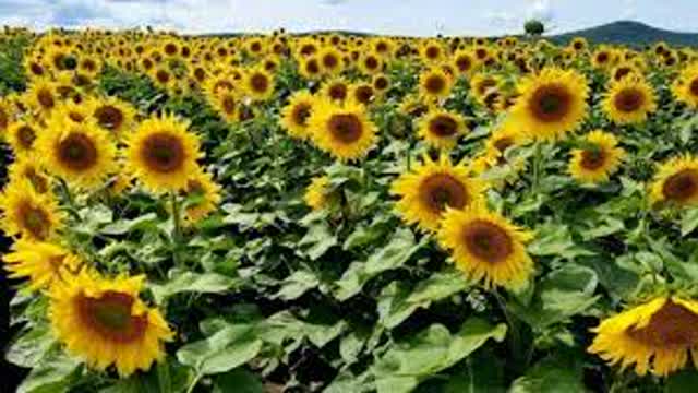 😻😻MIXNIGA💐💐💦💦..69..69...69(🌻🌻🌻