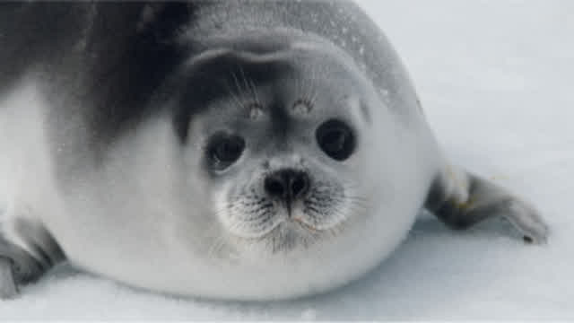 MylarBalloonfan gets hassled by hexa