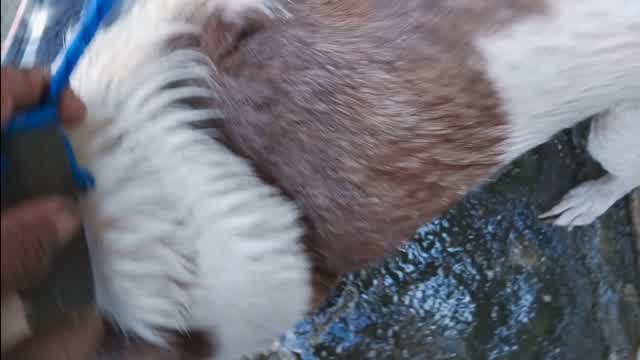 Bañando a las perras con mi abuelo (^_^)